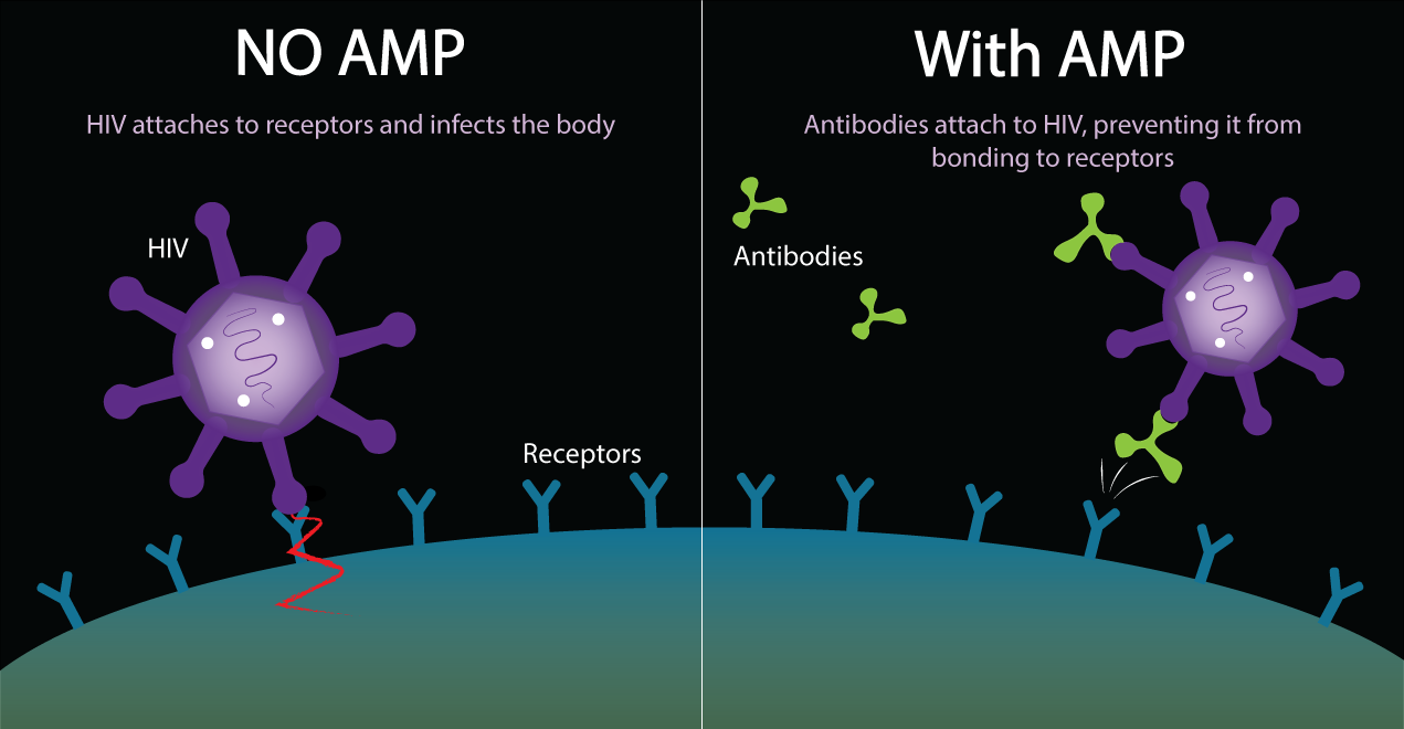 Antibody mediated prevention